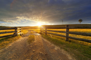 A gravel road with a three-pole fence on either side that leads to a metal cattle guard. Beyond that the road continues through a golden wheat field, rolling hills and a beautiful sunrise.
