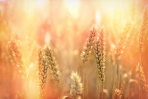 A close-up shot of fully ripe wheat glistening in the light of a golden sunset.