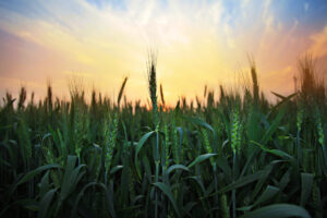 Field of green wheat in a morning sunrise.